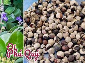 Cây Âm Âm là gì?, Tấn Lợi Phú Quý