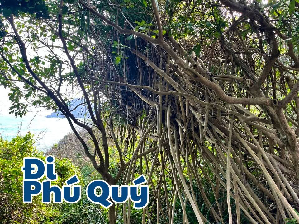 Dân đảo bám biển, dứa dại bám đất, Tấn Lợi Phú Quý