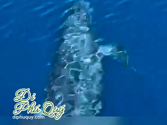 Hồi trước mình theo ghe cha đi biển gần bờ, đôi lúc bắt gặp cả đàn cá voi  người, Tấn Lợi Phú Quý