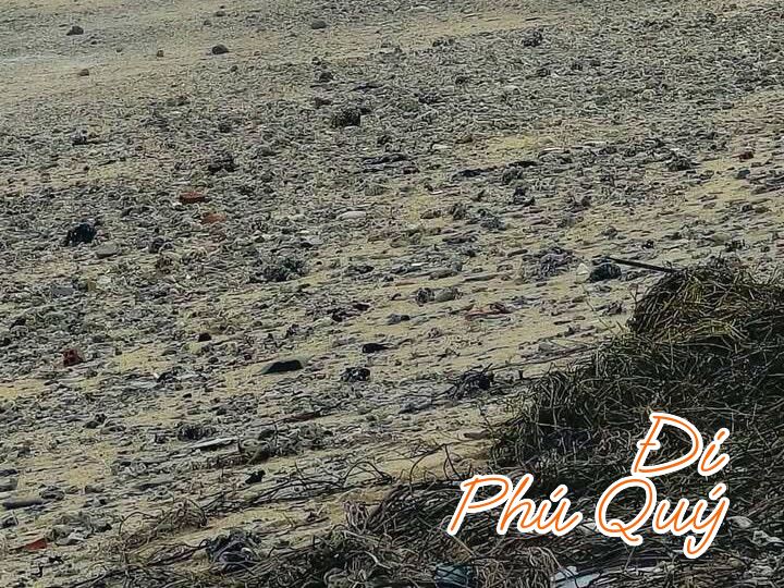 Khi tối sóng lớn, đưa cả vụn san hô ngoài gò vào đầy bãi, sáng ra thấy lạ lắm, Tấn Lợi Phú Quý