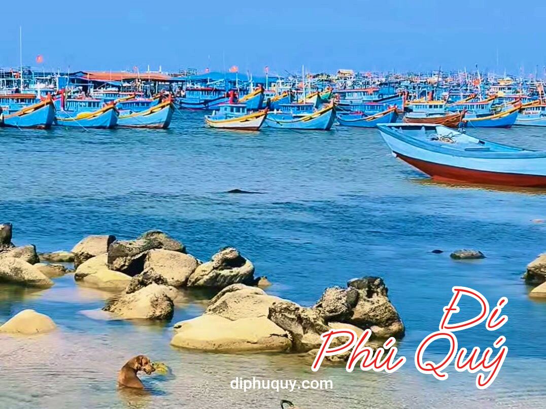 Ở Phú Quý, C.hó cũng mê biển như người vậy, Đi Phú Quý